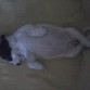 Duerme asi de comoda.