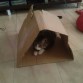 no toy