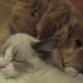 Durmiendo juntos...