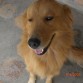 LUKAS, UN HERMOSO GOLDEN RETRIEVER DE 2 AÑOS Y MEDIO... ES MUY AMIGABLE Y UNA DE LAS RAZAS MAS NOBLES Y AMIGABLES... CON LOS NIÑOS SON LOS MAS PACIENTES.... ME ENCANTA ESTE ANIMAL.... AH!!! ES MUY EDUCADO