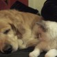 Mi gato queriendo fastidiar la siesta de mi perro.