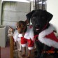listos para navidad!!