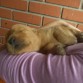 ZzZz..