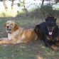 A los seis meses, descansando en la sombra con el Roy (Doberman)