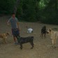 EL HECTOR HACIENDO DE CESAR MILLAN CON LA MANADA,je je je (TRACA,CHARLY,BRUTO,IRIS y ROY)...