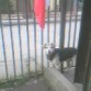 Ahi esta mi perro patriota al lado de su honorable bandera chilena.