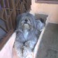 Hola, soy un perrito que busca una chica bella y sexy como yo, soy un Shin-Tzu color Gris y muy educado, cualquier cosita comunicarse conmigo a el telefono de mi mamita Fernanda 0212-495-29-86.