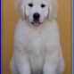 Charlotte (Serendipity Dog Charlotte)
www.SerendipityDog.es
Cria Responsable y Familiar del Golden Retriever