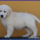 Charlotte (Serendipity Dog Charlotte)
www.SerendipityDog.es
Cria Responsable y Familiar del Golden Retriever