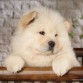 mi perro yogy raza chow chow