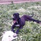 Cloe