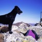 Esta es DANA, mestiza y madre de MATIAS. Muy montañera. Ahí está en el Collao ZORRO con Picos de Europa al fondo. unos 2150 mts. aprox.
Aficiones : El agua y salir campo a través detrás de cualquier rastro. Falleció con 6 años.