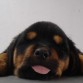 DABKE MI NUEVA CRIA
HEMBRA
PROPIEDAD DE 
DIDMIESTIS ROTTWEILERS
Y DE 
MIGUEL SANCHEZ Y FAMILIA
HTTP://DIDMIESTIS.WEBS.COM