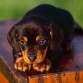 DASCHUND-PUPPIES-puppiestogo