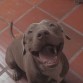 me encanta morder las llantas y jugar con mi amo... yo a ese man lo quiero mucho.