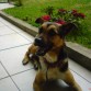 este es mi perro Boby que lo recogi de cachorro en un albergue.