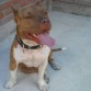 rento perro para montas