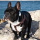 q os parece dando un paseo por la playa