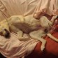 Durmiendo agusto