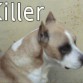 es mi perro killer  tiene 13 años de edad