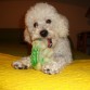 Aca esta Layus con su Coco, y anda buscando una novia hermosa, para tener cachorritos.