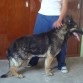 Este es  mi perro pastor aleman de pelaje oscuro 