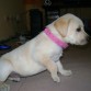 Estrenando collar