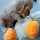 Candelita jugando con su nuevo peluche