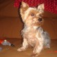 Hola!! mi nombre es kenzo, aunque mi familia me llama kenxote, kenzito, "mi amó", "mi bebé"...voy a cumplir 8 años el 26 de marzo y soy macho. Soy el amo de la casa rocafort, defiendo a mi familia aunque a veces me excedo y pego algun que otro mordiskito sin importancia. Odio que mi mami no cuelgue el telefono en su sitio y la obligo a hacerlo. Me irrita que se vayan mis hermanos y papis de la casa y lo pago con mi iglú, pero luego se me pasa y los espero con paciencia y ansia durmiendo. Cuando llegan me pongo tan contento que muevo el rabo sin parar y les doy muchos besitos. Soy muy feliz y afortunado de estar con ellos, y me lo paso pipa mordiendo a lo bestia a mi hermanica celia y la nariz de mi hermano luis...mi hermana sara me tiene encandilado, y mi hermano bore me aporta trankilidad, mi mami me prepara el menú de cada dia y a veces me pongo con ella a mimir aunque...defiendo a muerte a mi papa. Es el unico que sabe idioma perro y me comprende jeje. Soy del barça a muerte. Kenzo.
