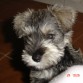 Hola!!! Bueno pues aqui les dejo una foto de mi perrita Cleo cuando era una cachorrita.