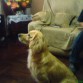 toy viendo tele.