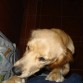 La primera foto q le tome cuando llego a nuestro hogar... te adoramos Ami!