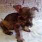 HEMBRA NEGRA AUN ESTA