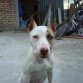 mi perra zoe cuando tenia 6 meses le acababan de cortar las orejas