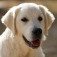 Aslan (Zampanzar Silver Class)
www.SerendipityDog.es
Cria Responsable y Familiar del Golden Retriever