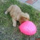 Mi bebota jugando con su pelota