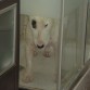 Odia el baño pero se resigna.