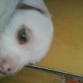 cria de mi perra zoe creo se iiama cloe