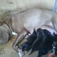 chiquita y sus primeros cachorros