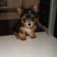 ESTE ES MI PERRITO JACKO, NOMBRE EN HONOR A MICHAEL JACKSON YA QUE LLEGO A CASA EL MISMO DIA DE SU FUNERAL, EL 7 JULIO