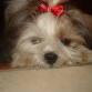 Sin peluche... 