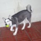 jugando 
