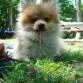 Mi pomerania pumy