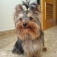 Kiwi con un añito, ahora tiene el pelo mas largo y sigue igual de guapo