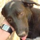 Esta peque gordita no me deja en paz! Está deseando encontrar una familia.