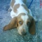 Es un perritO maravillos jugenton le encanta anadar corriendo.. lO amO..