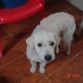 Este es mi perro spike es un perro hermoso