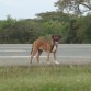 ME ENCANTA ESTAR AL AIRE LIBRE... PERO SIN COLLAR. YO SÉ COMO COMPORTARME