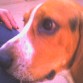 lass nuevass fotoss del scrapy!