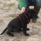 lucky en el parque